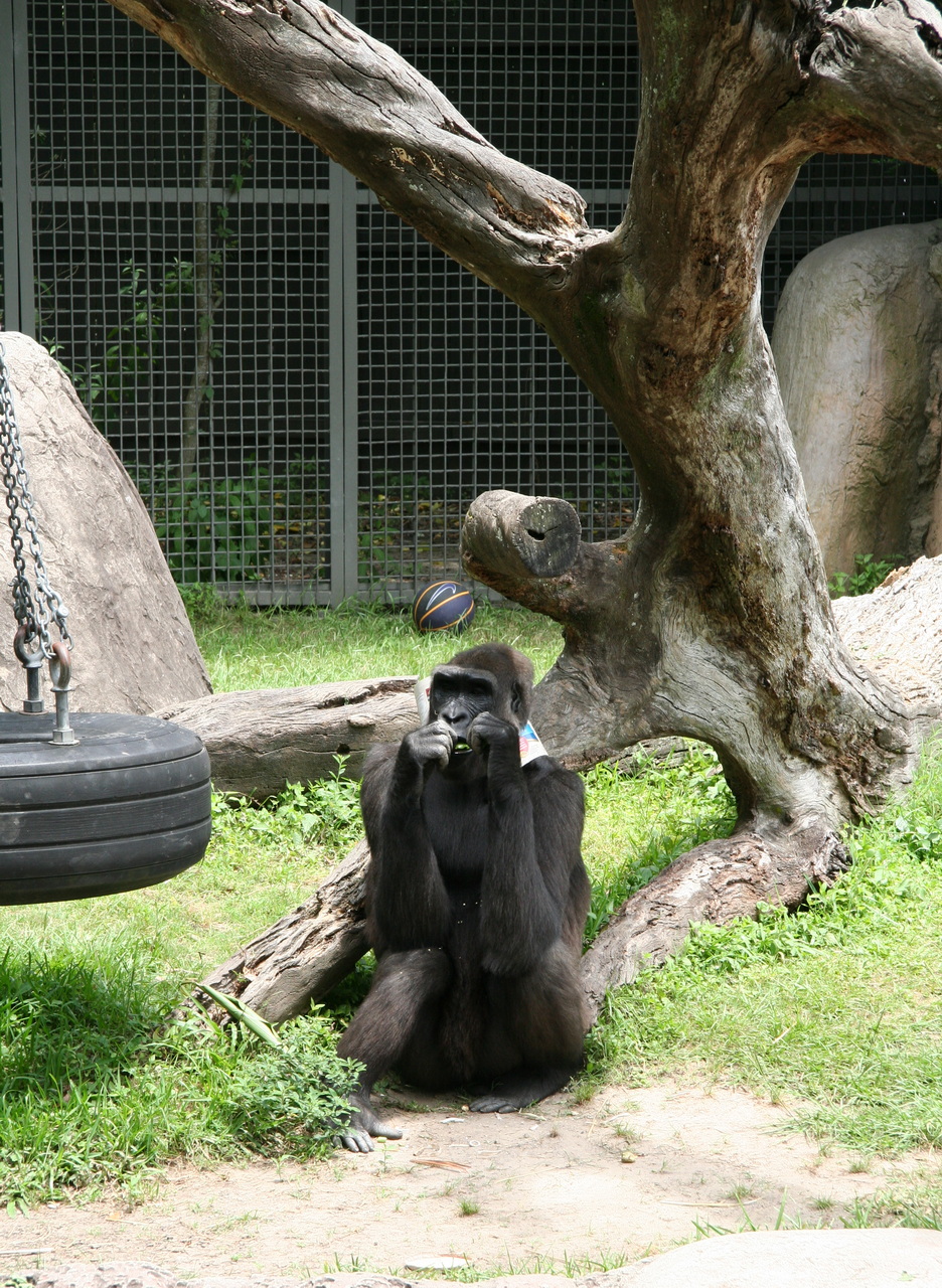 Gorilla Video